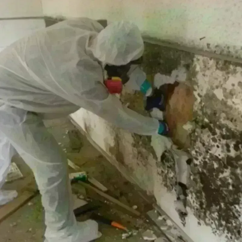 Mold Remediation and Removal in Oroville East, CA